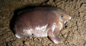 sapos mais estranhos