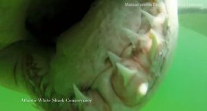 Tubarão ataca câmera