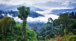 árvores da amazônia