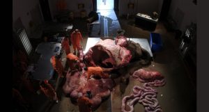 autópsia de elefante