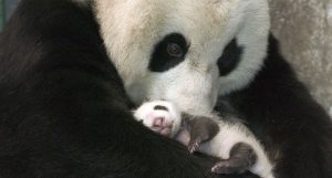 bebê panda