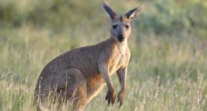 cangurus