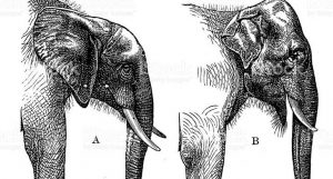 diferença entre elefantes