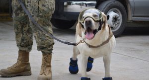frida a heroína de quatro patas