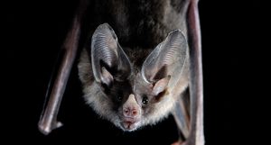 morcegos