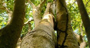 árvore que está matando pássaros