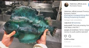 animais mais estranhos