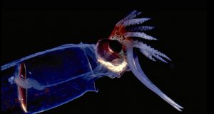 animal surpreendente