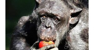 chimpanzé se despede