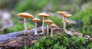 cogumelo contra depressão