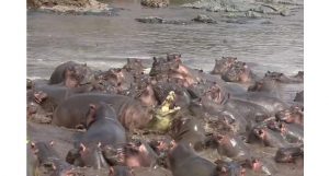 filhote de hipopótamo