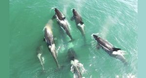 grupo de orcas