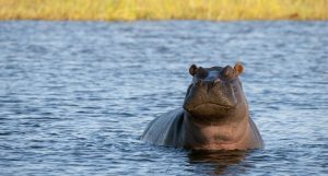 hipopótamos