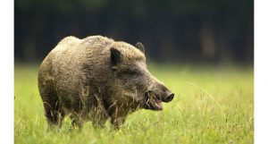 níveis de radiação