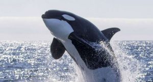orca copiou a fala humana