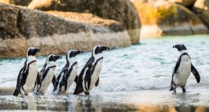Pinguins africanos