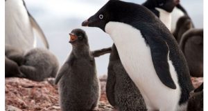 filhotes de pinguins