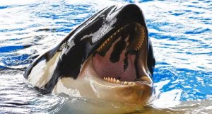 problemas dentários