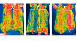 técnica de engenharia genética