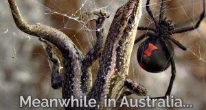 aranha australiana
