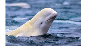 baleia beluga