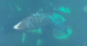 baleias se coçando em rochas