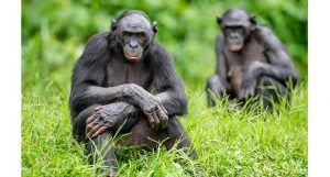 bonobos