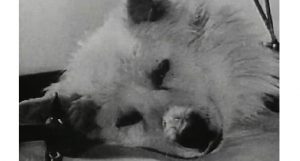 cachorro década de 40