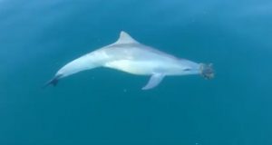 comportamento romântico