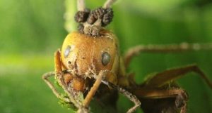 infectada por um fungo