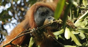 nova espécie de orangotango