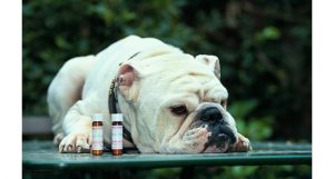 tratamentos homeopáticos