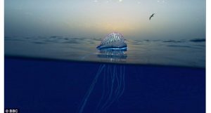 picados por água-viva