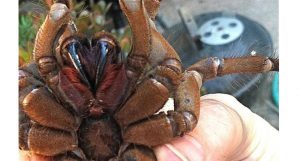 aranha-na-austrália