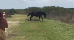 cavalo enfrenta crocodilo