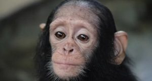 filhote de chimpanzé