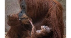 orangotango de sumatra