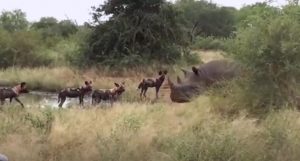 rinoceronte enfrenta hienas