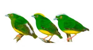 Lepidothrix vilasboasi - o pássaro híbrido