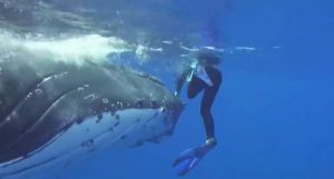 baleia salva bióloga