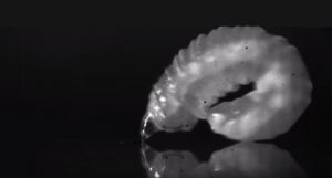 larva que pode saltar