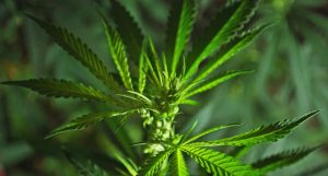 legalização da maconha