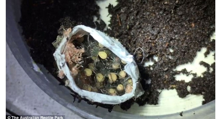 Parque australiano libera imagem de nascimento de aranhas – Veja!