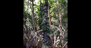 Rhinobothryum lentiginosum