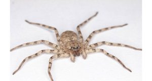 aranha em câmera lenta