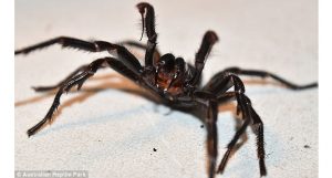 aranha que pode matar