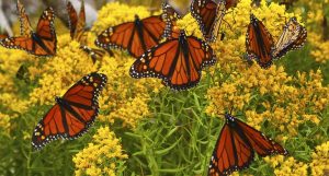 borboletas monarcas