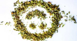 cidades que mais consomem maconha