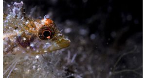 olhos para iluminarem