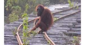 orangotangos foram mortos